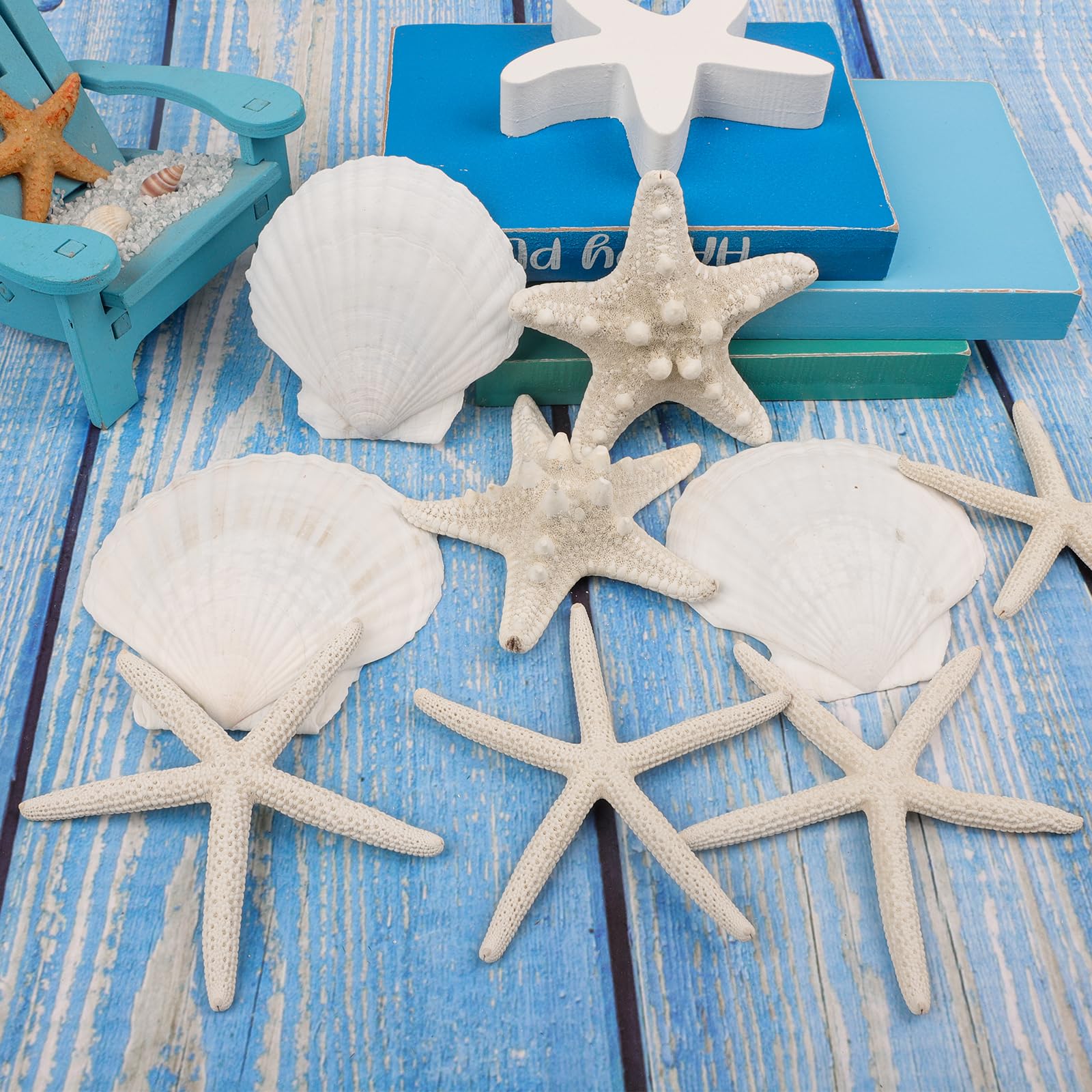 15 Conchiglie Stella Marina E Capasanta - 5-9 Cm Per Decorazioni Beach Theme, Wedding, Vasetti - Naturali - Foto 6