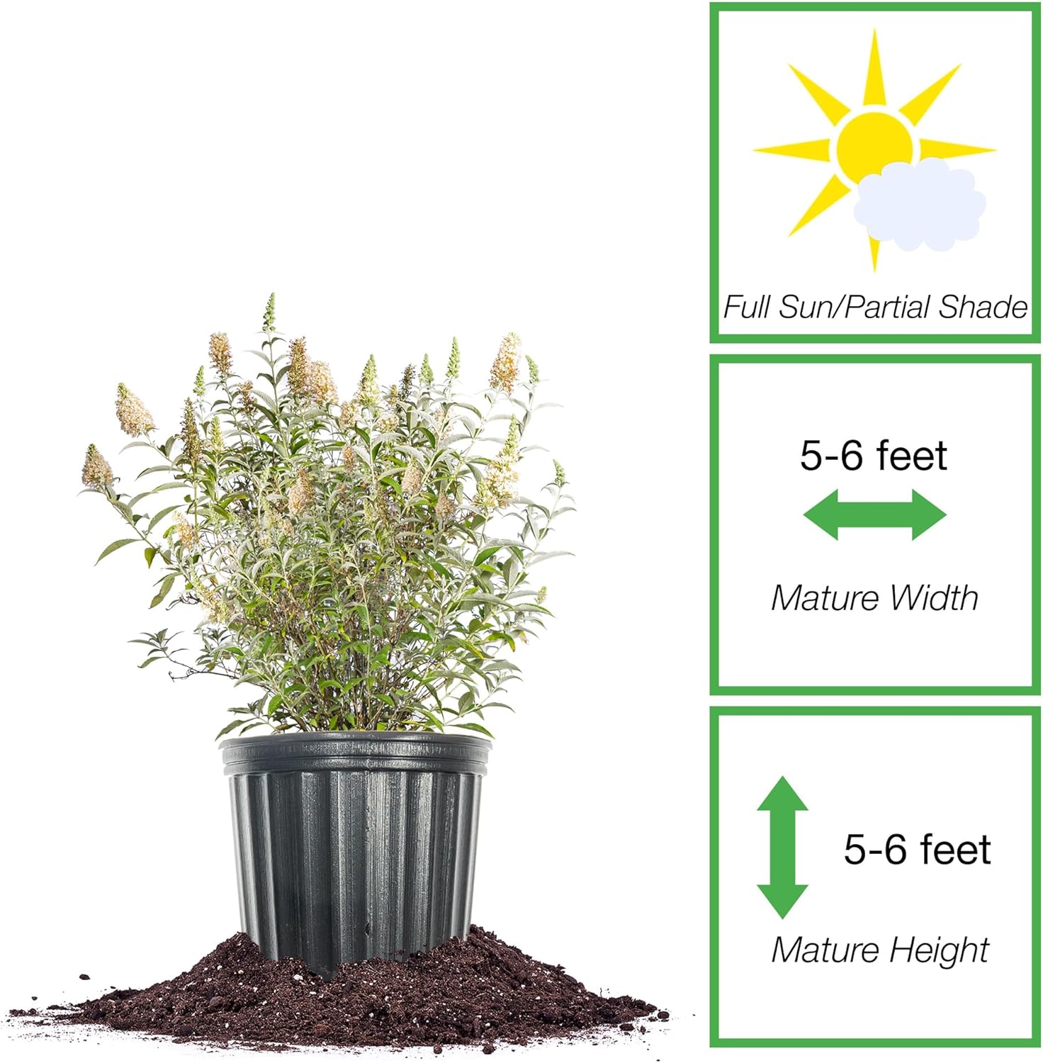 Perfect Plants White Profusion Butterfly Bush 1 Gallon | Flowering Shrub | Pollinator Magnet | Butterfly Garden