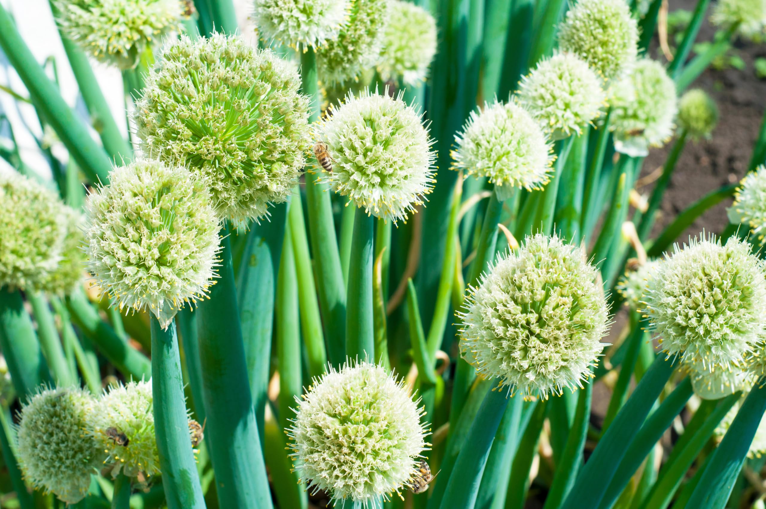 Lincolnshire Pond Plants Ltd - Allium Eros Plant Bulb x5 — view 30