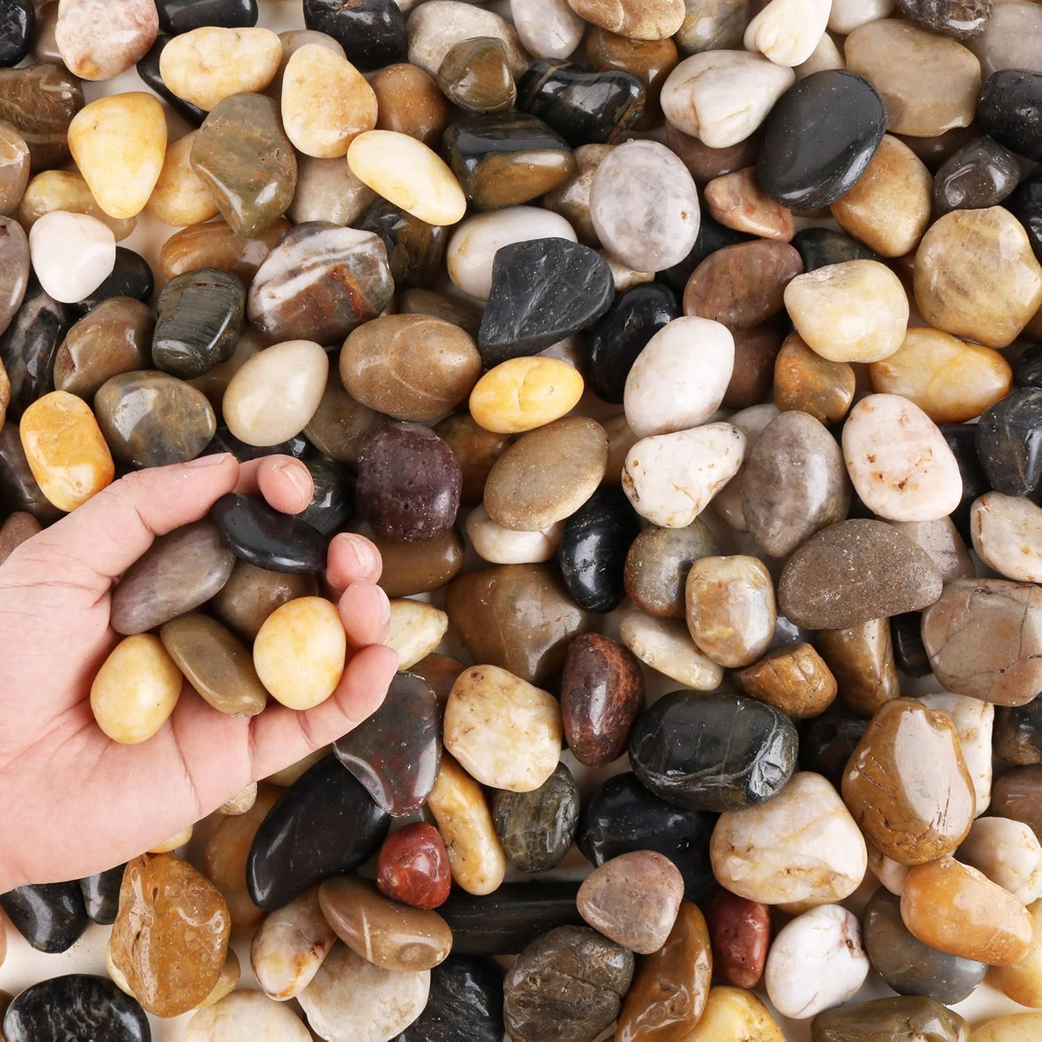 CJGQ Pebbles for Plants 3 lb Natural Garden Decorative Stone Outdoor Aquariums Gravel 1-2 Inches : Patio, Lawn & Garden