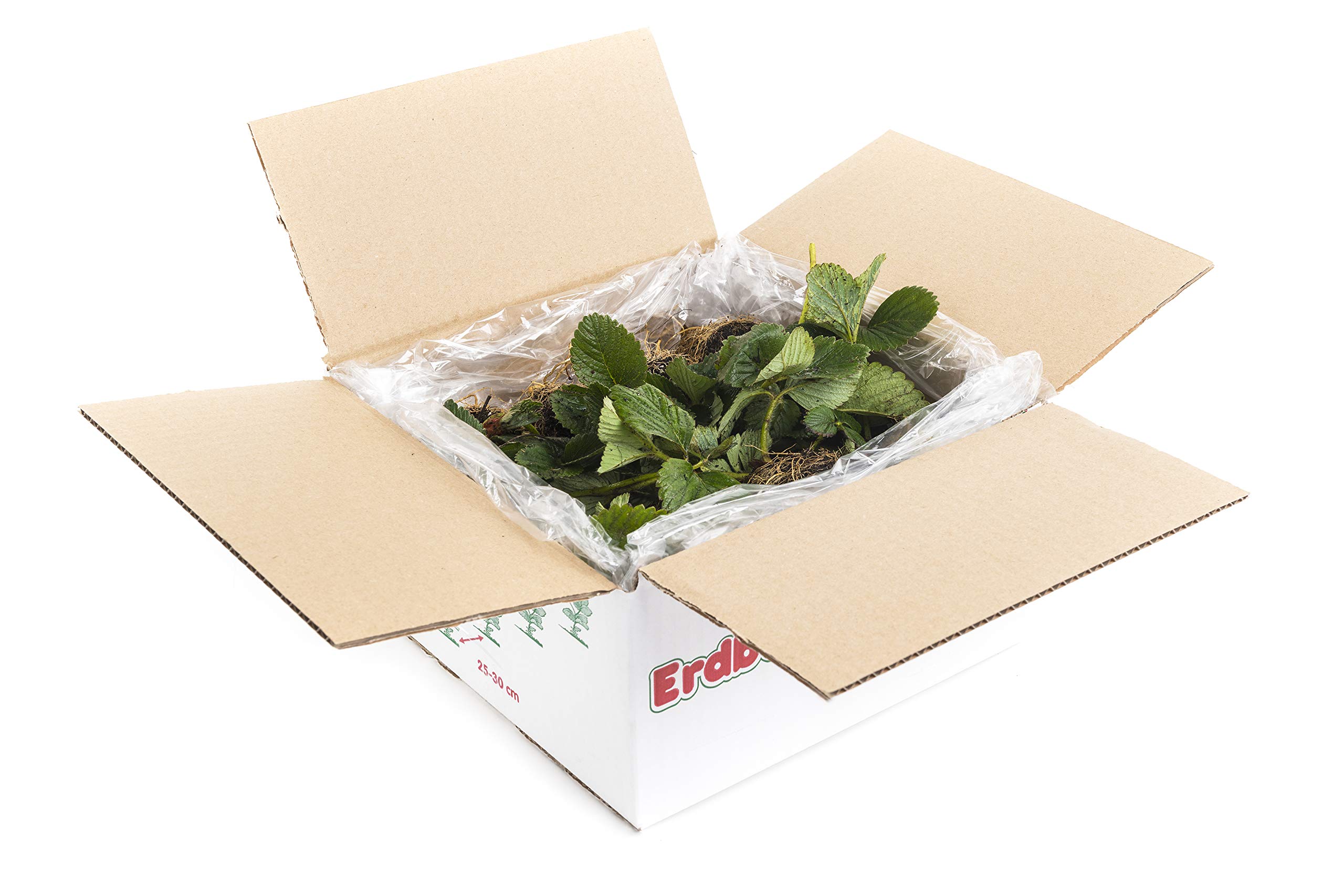 npk dünger 15 15 15 kaufen Volldünger NPK 15-15-15 Frühjahr, Sommer und Herbst – TerraDomi Onlineshop main image 0