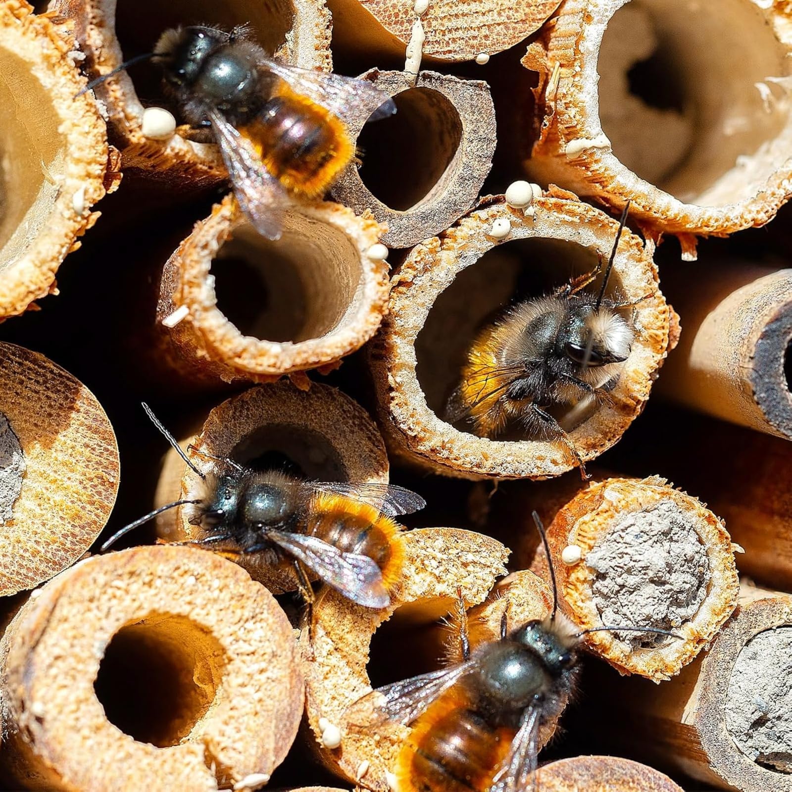 600 Stck Wildbienen Nisthlsen, 20cm Lnge, Umweltfreundliche Bambus-Rhren  Fllmaterial, Nachfllpackung fr Insektenhotel Solitrinsekten,  Naturschutz Garten : Amazon.de: Garten