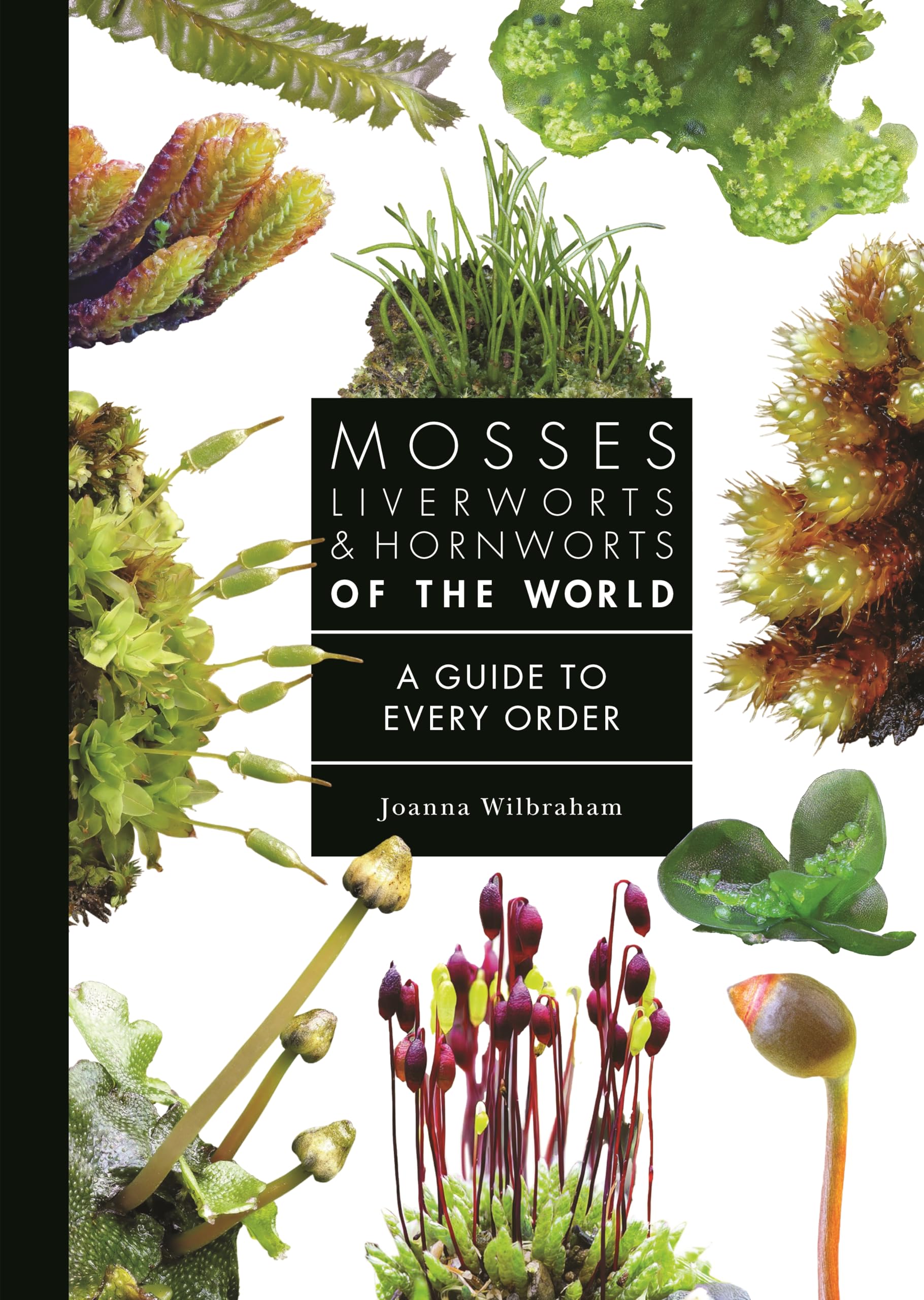 Mosses, Liverworts, and Hornworts of the World: A Guide to Every Order (A Guide to Every Family)