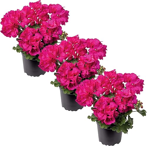 Geranios zonales de floración viva rosa (3 plantas por paquete), hermosas flores de primaveraverano, 12 pulgadas de alto por 5 pulgadas de ancho en