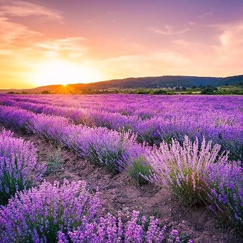 Miniatura 3 de Más de 10000 semillas de flores de lavanda perennes para plantar semillas anuales de hierbas de lavanda vera atraen a polinizadores reliquia sin OMG