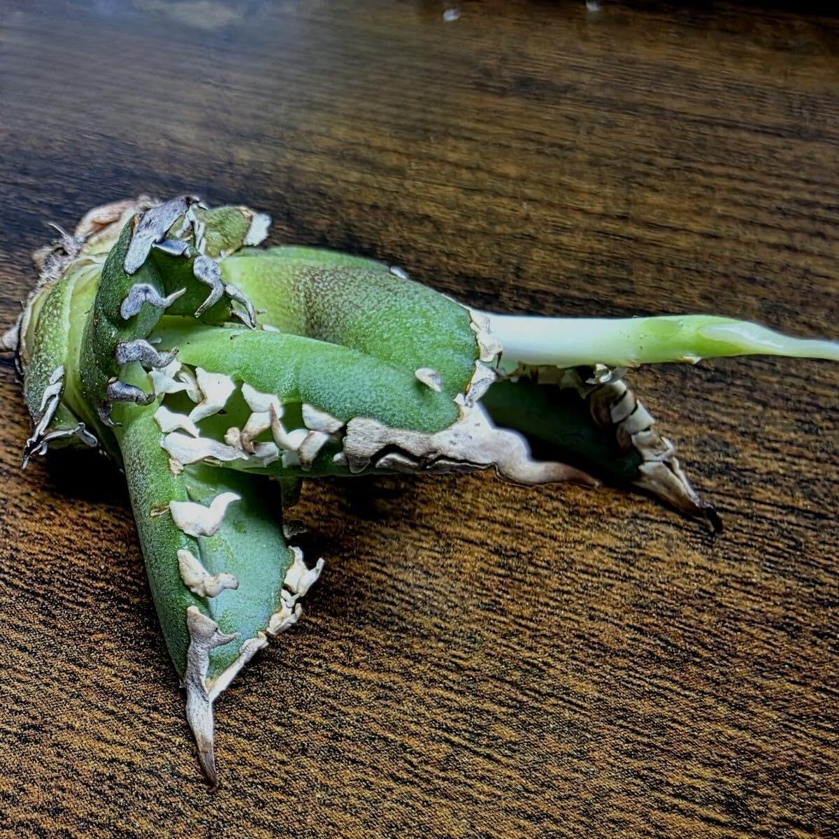 アガベ 白鯨No.1 優良血統 白く長いイカつい棘、そして厚みのある葉に成長