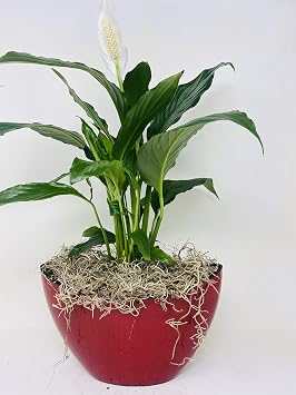 Jmbambo - Peace Lily Spathiphyllum with Pot 9x5 Inches 5 Tall Indoor Air Purification Plant for Home