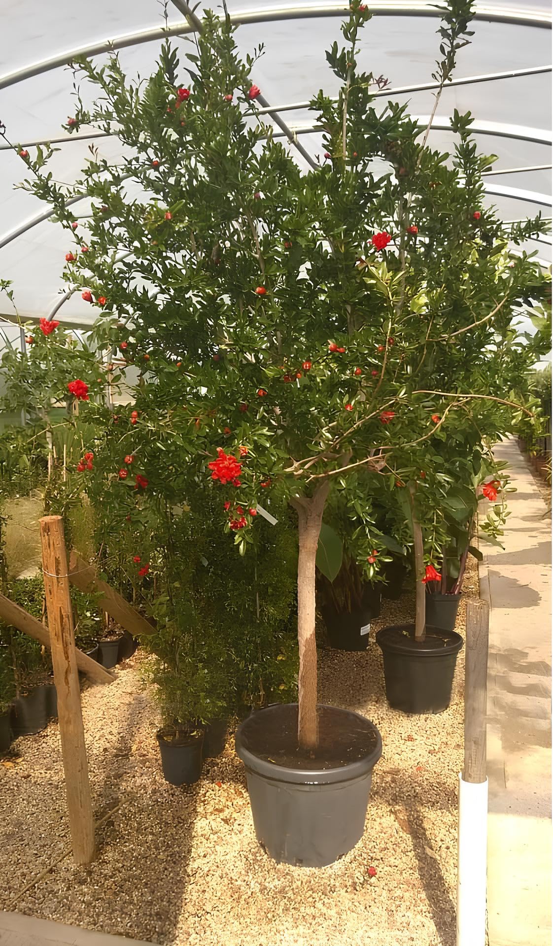 Melograno da frutto "Punica granatum Wonderful" pianta in vaso ø35 cm h. 180/200 cm Vivaio di Castelletto