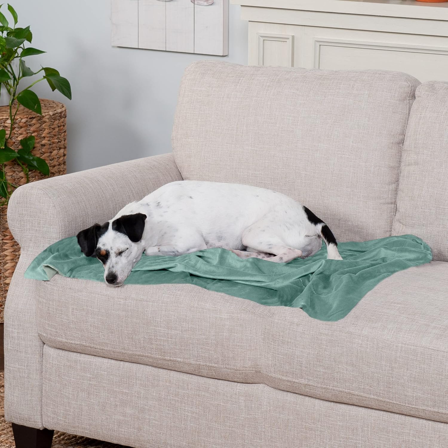 review Furhaven Waterproof Throw Blanket for Dogs & Indoor Cats, Washable - Two-Tone Luxe Velvet Dog Blanket - Celadon Green, Medium