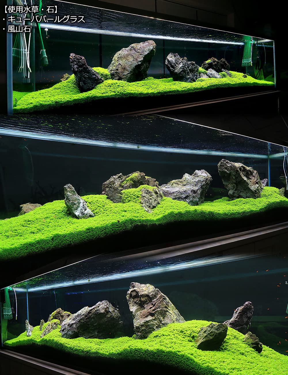 Amazon.co.jp: （水草）キューバパールグラス（水上葉）キューブタイプ 