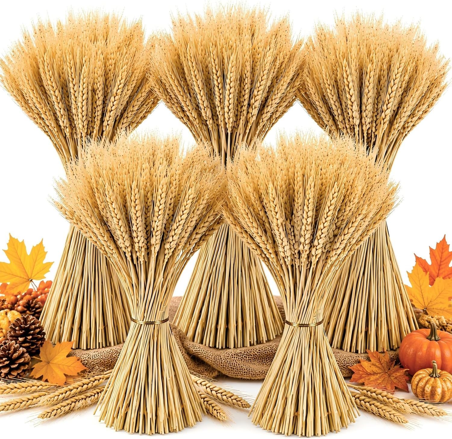 Zythrem 500 Stems 40cm Dried Wheat Flowers Natural Wheat Stalks Bundle Dried Wheat Sheaves Natural Ear of Grain Dry Grass Bunch Fall Arrangement for DIY Craft Autumn Wreath Home Table Wedding Decor