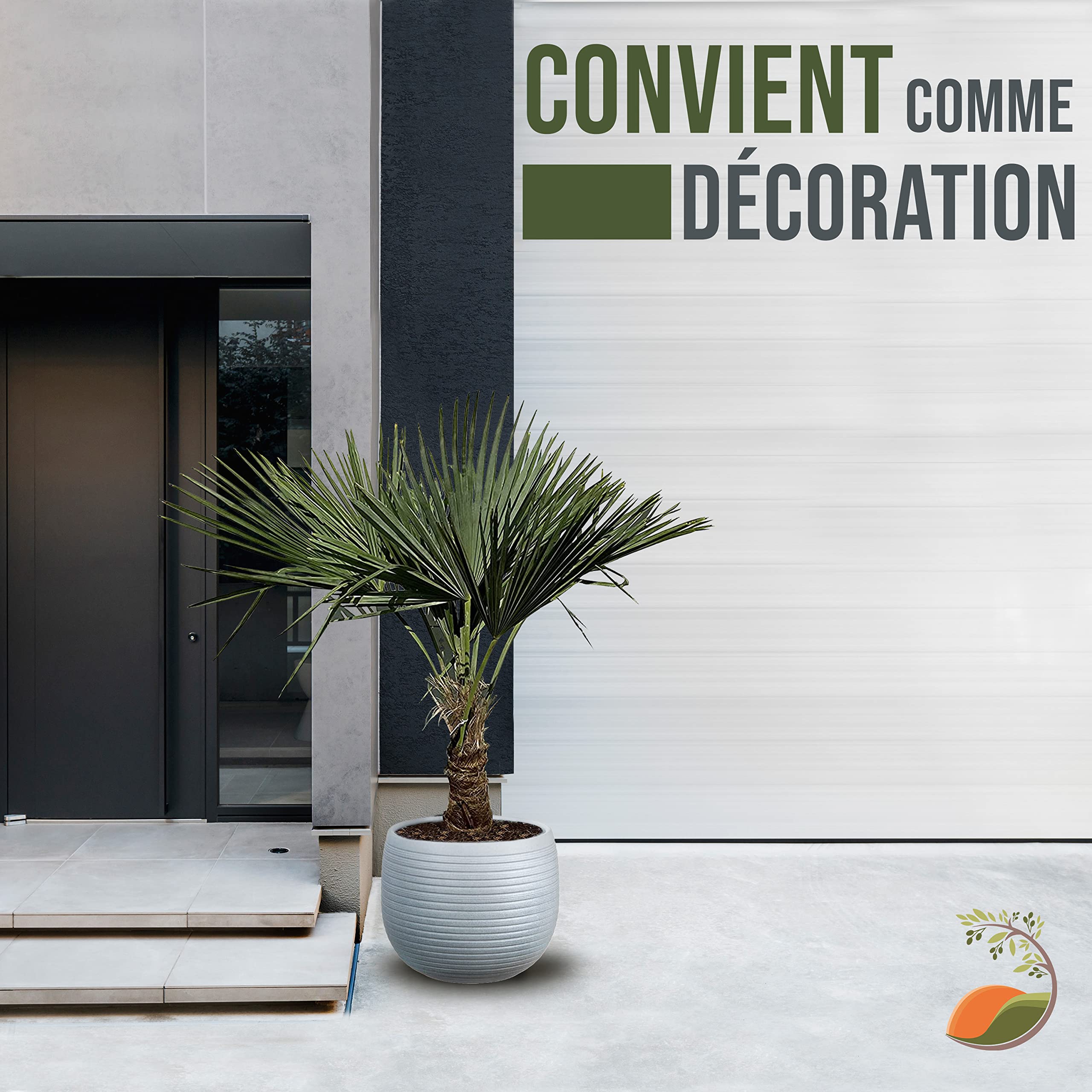 Tropictrees Trachycarpus Fortunei palmier à chanvre avec une hauteur de tronc de 30-40 cm | Hauteur 140cm | feuilles vertes | Paume pour l'intérieur et l'extérieur