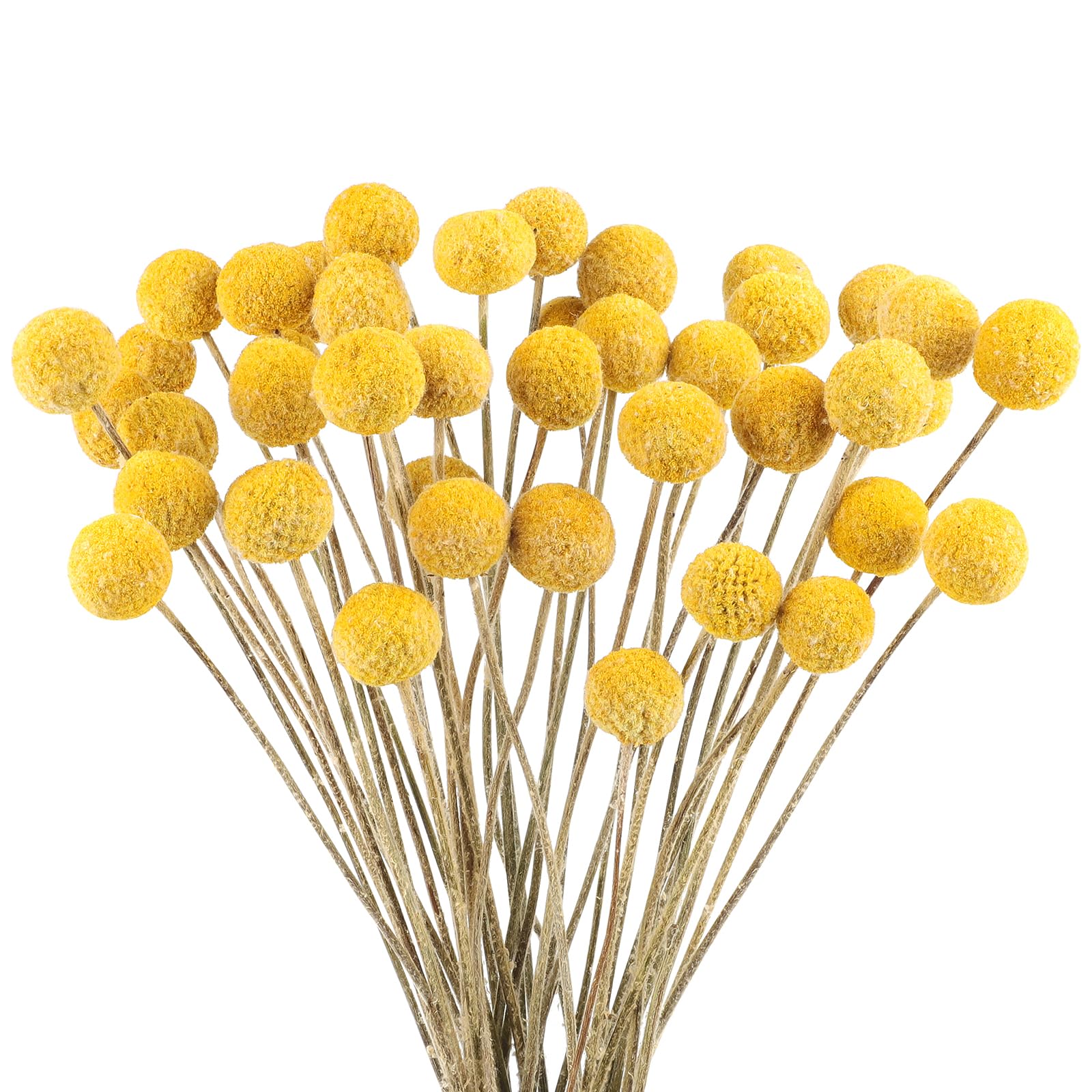Lot 40 Boules Fleurs Séchées Billy Balls Dorées 42 Cm - Naturelles Pour Mariage, Couronne, Déco Gâteau, Artisanat, Centre De Table Et Bouquets