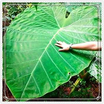 Elephant Ears Bulbs Colocasia Gigantea Bulbs Elephant Ears Plant Ornamental Flowers,Wedding Flowers,Garden Flowers,Hardy Perennial-3bulbs-h