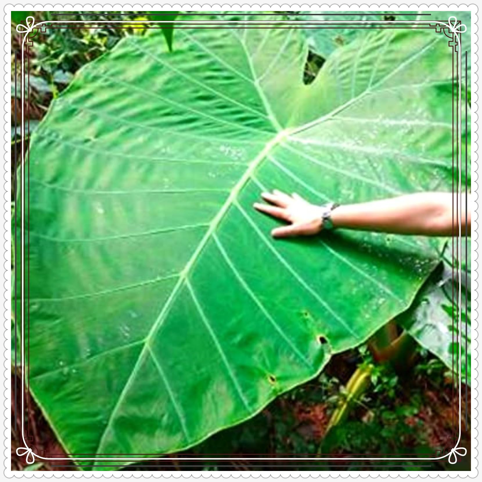 philodendron monstera - fensterblatt Topf /  12cm / Lieferhhe ca. 20cm