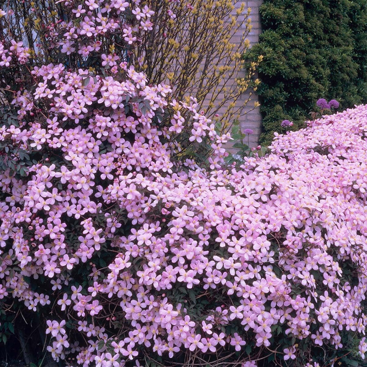 Bloomique - Set di 2 - Clematis montana ‘Rubens’ - Clematide - Rosa chiaro - Rampicante - Resistente al freddo - Alta 50-70 cm - Vaso da 15 cm