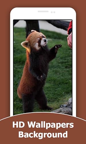 Red Panda HD Wallpapers And Background