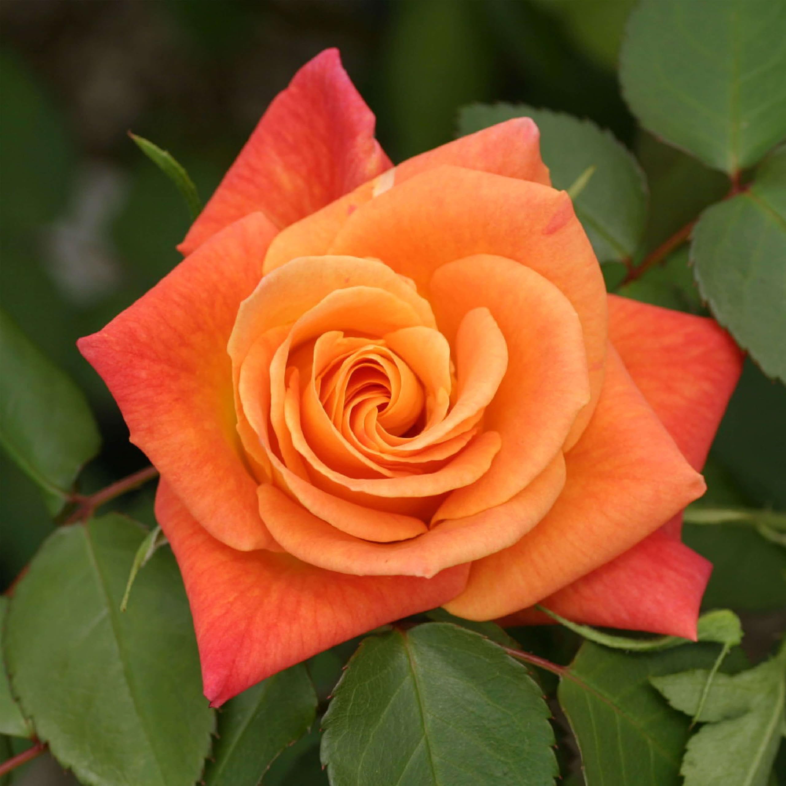 Amazon.com : Heirloom Climbing Roses, Live Own Root Plant for