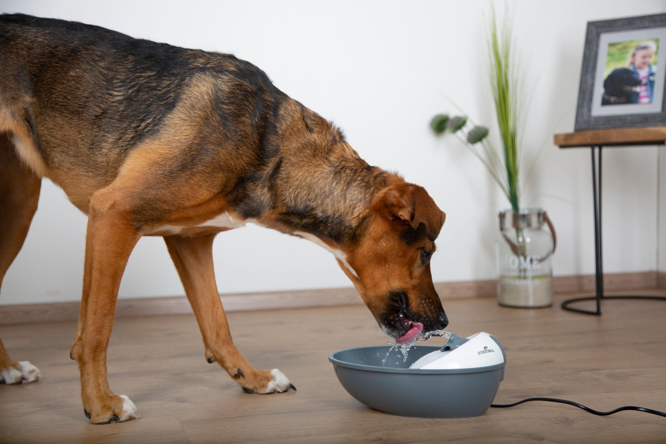 Eyenimal Fontaine à Eau Classic 1,75 L pour Chien