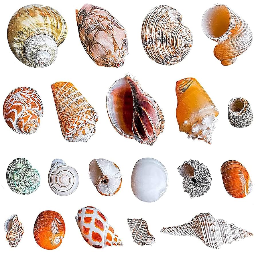 Amazon.co.jp: Petawi ヤドカリ 貝殻 20個 ミディアム ラージ