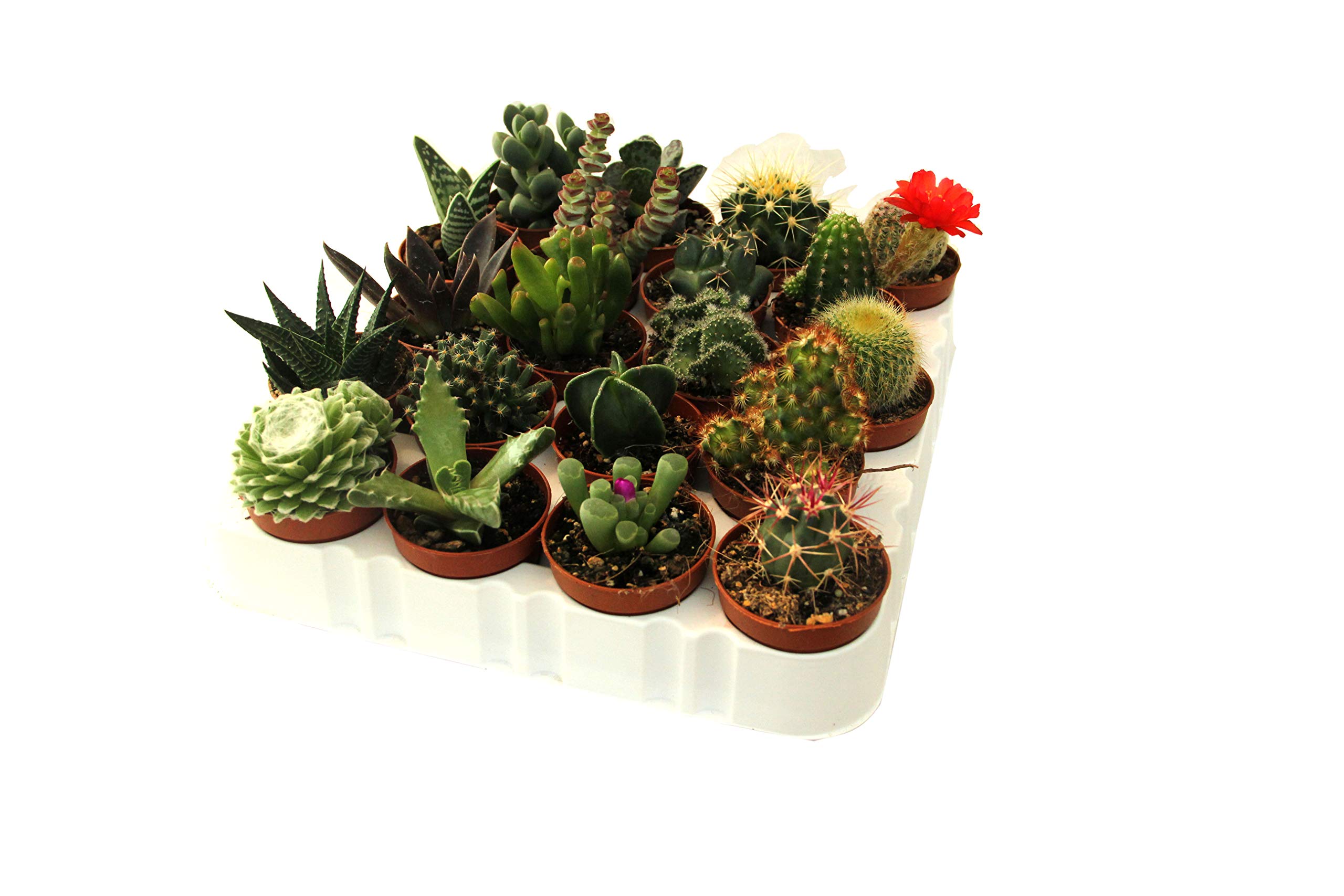 20 cactus y suculentas naturales, raras y coleccionables, con y sin espinas, una diferente de la otra, 5,5 cm. Producción de Viggiano Cactus