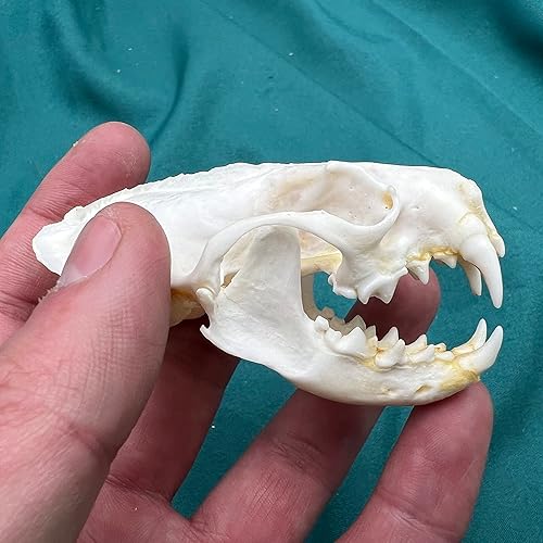 Miniatura 6 de CLLOEAT Venta al por mayor 123510 piezas de calaveras de animales reales de taxidermia, muestras de huesos reales, suministros de arte de hueso,