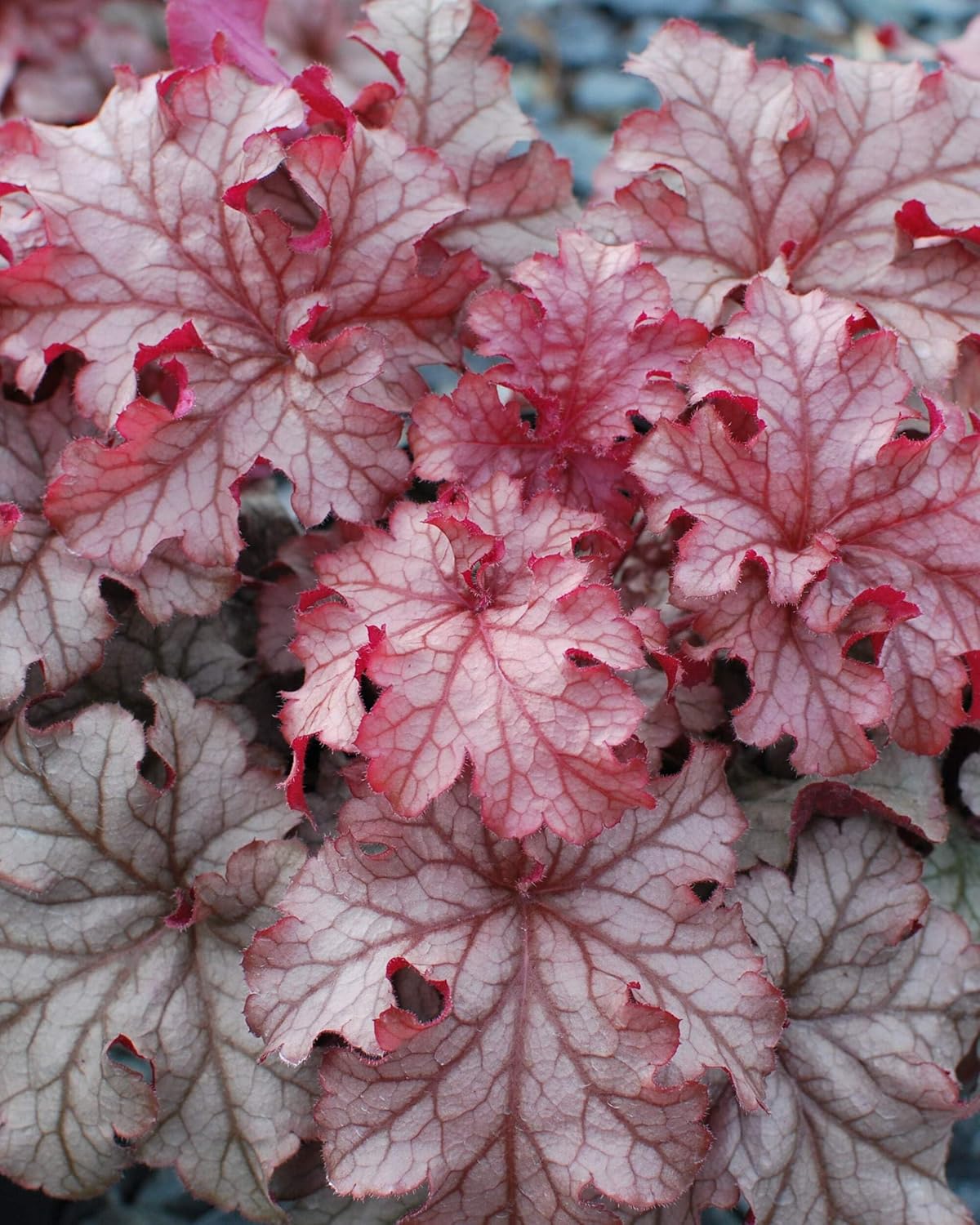 Perennial Farm Heuchera x 'Carnival Peach Parfait' – Live Coral Bells in #1 Container, Vibrant Peach-Pink Foliage, Compact & Mounding, Low Maintenance, Deer Resistant, Ideal for Borders & Containers
