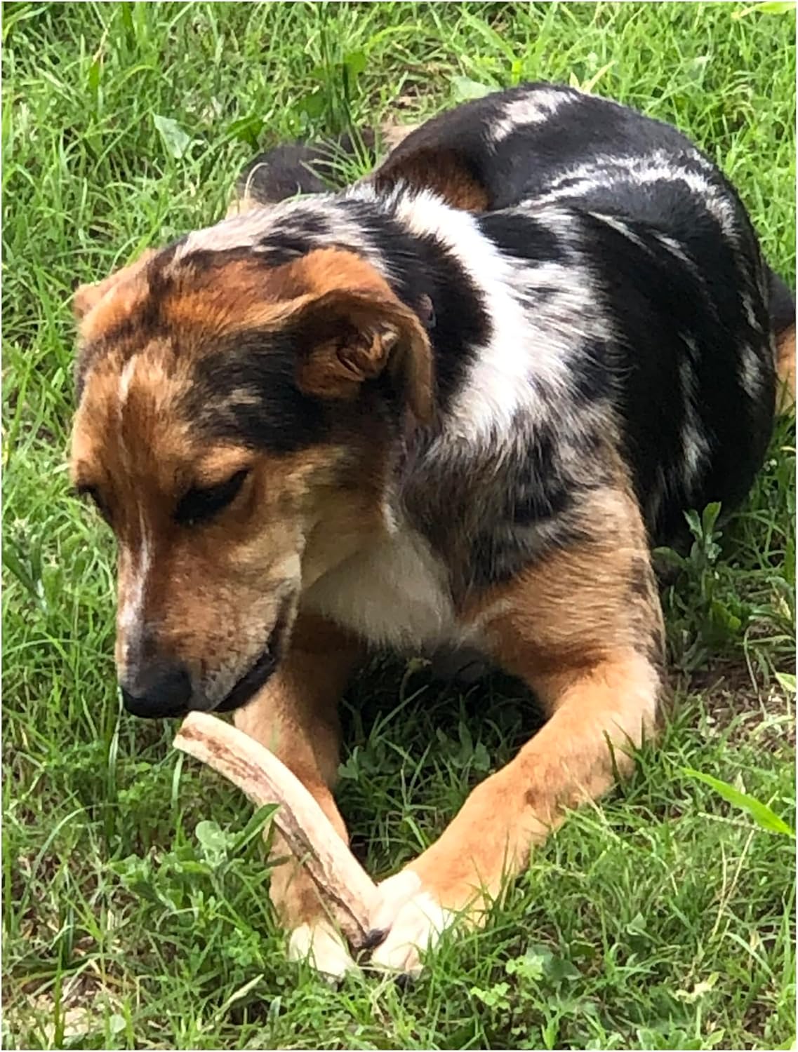 Antler Man Premium Deer Antler Pieces - Dog Chews - Sold by The Pound