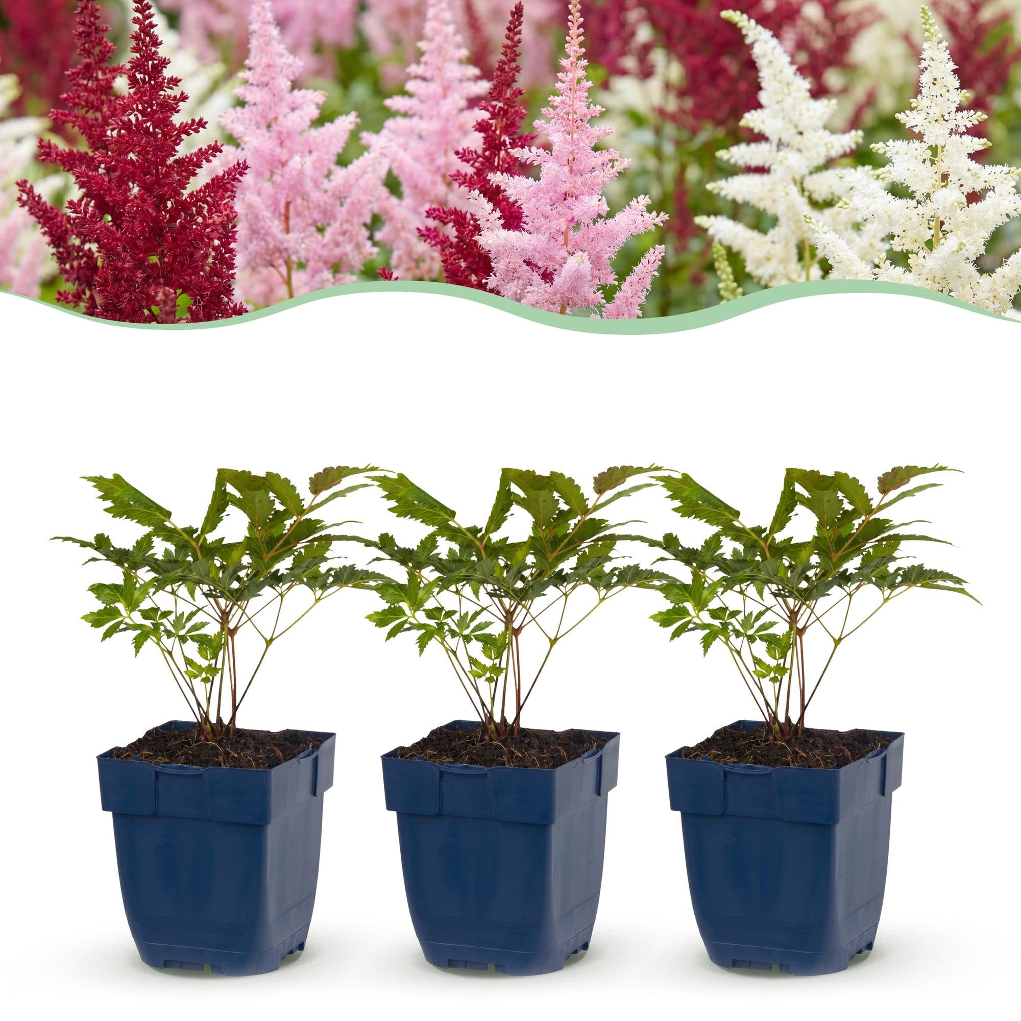 Green boutiQ - Stauden - Astilbe Tricolour - Prachtspirea - Schatten - Lila - Rosa - Weiß - 12 Pflanzen - Topf 11cm - Höhe 15-25cm