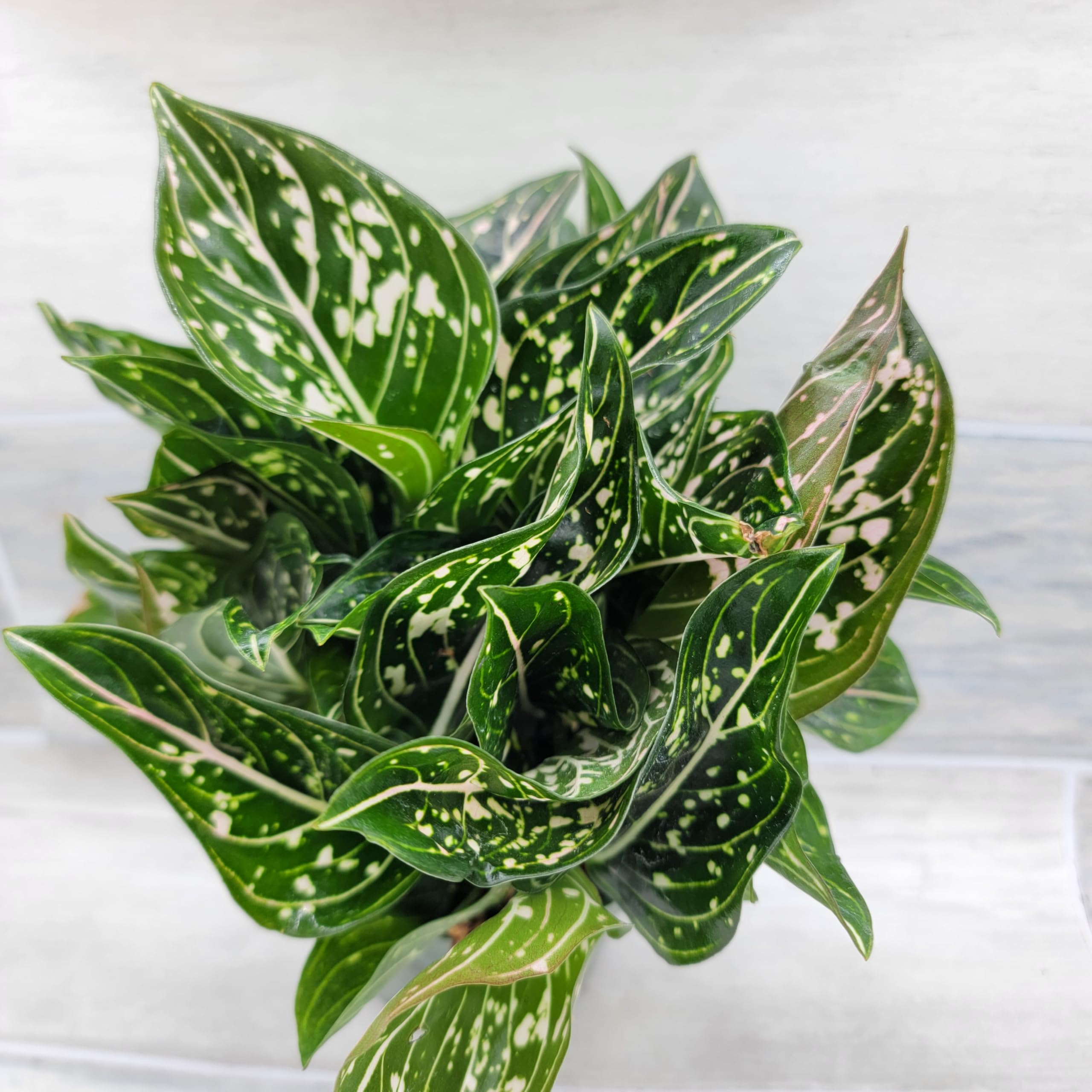 Amazon.com : Chinese Evergreen Plant - Aglaonema Siti