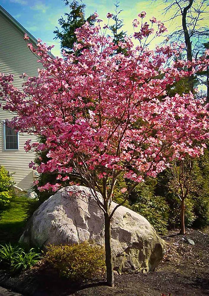 Amazon.com : Sets 3 Pink Dogwood Trees Live Plants, 1 Year Old, 6
