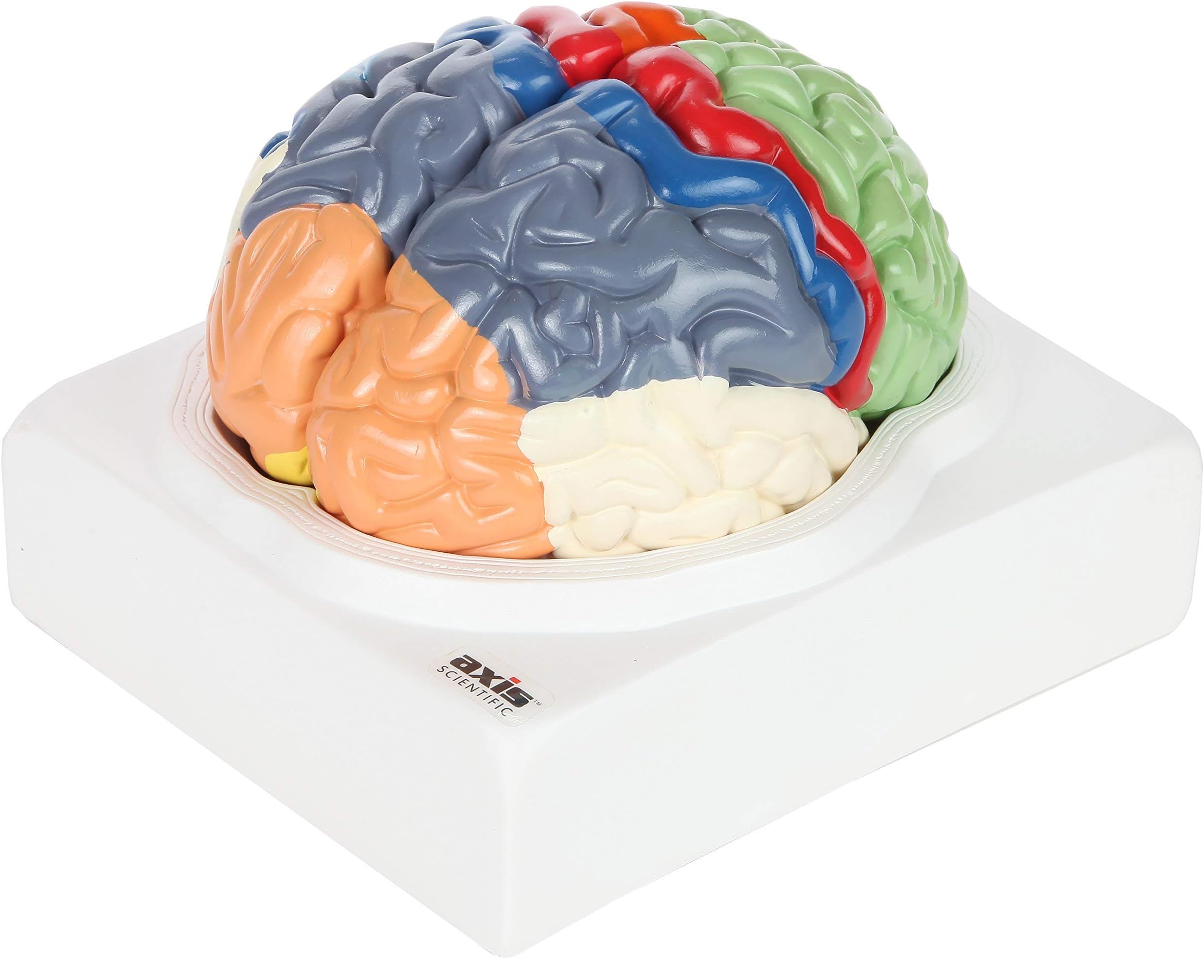 Axis Scientific Human Brain Model Anatomy with Colored and Numbered Regions, 2-Part Human Brain Model Disassembled – Includes Base, Detailed Product Manual