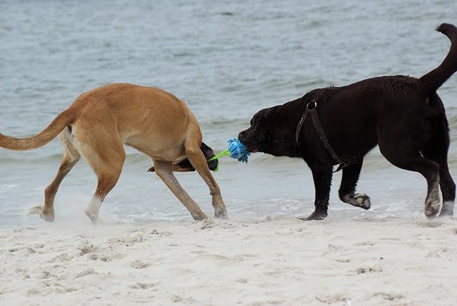 Foto 4 de 8 de Dingo Juguete Flotante con una Pelota con Olor de Vainilla y asa elástica Hecho a Mano para Jugar