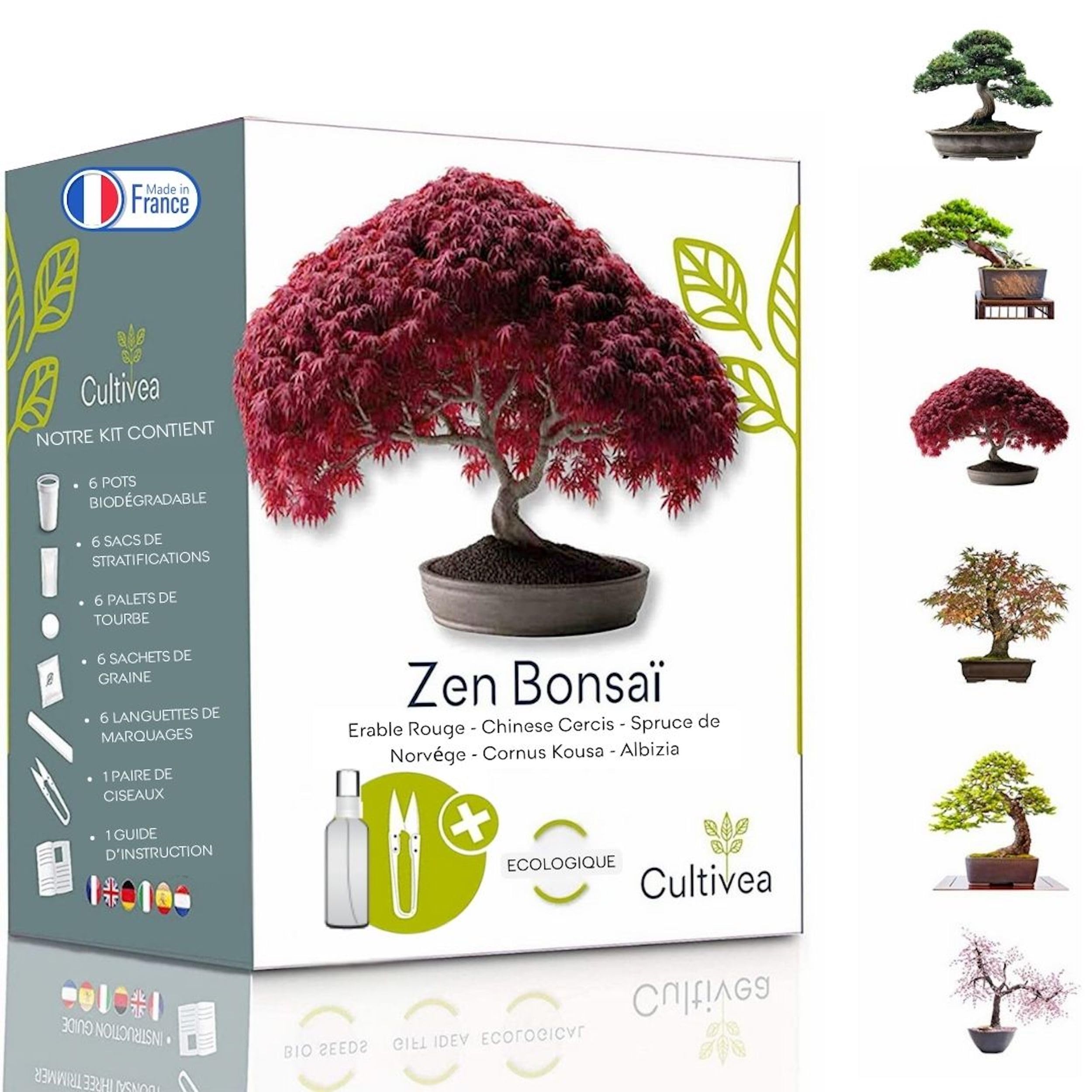 Kit Prêt à Pousser 6 Bonsaï CULTIVEA, l'Idée Cadeau avec Érable Rouge