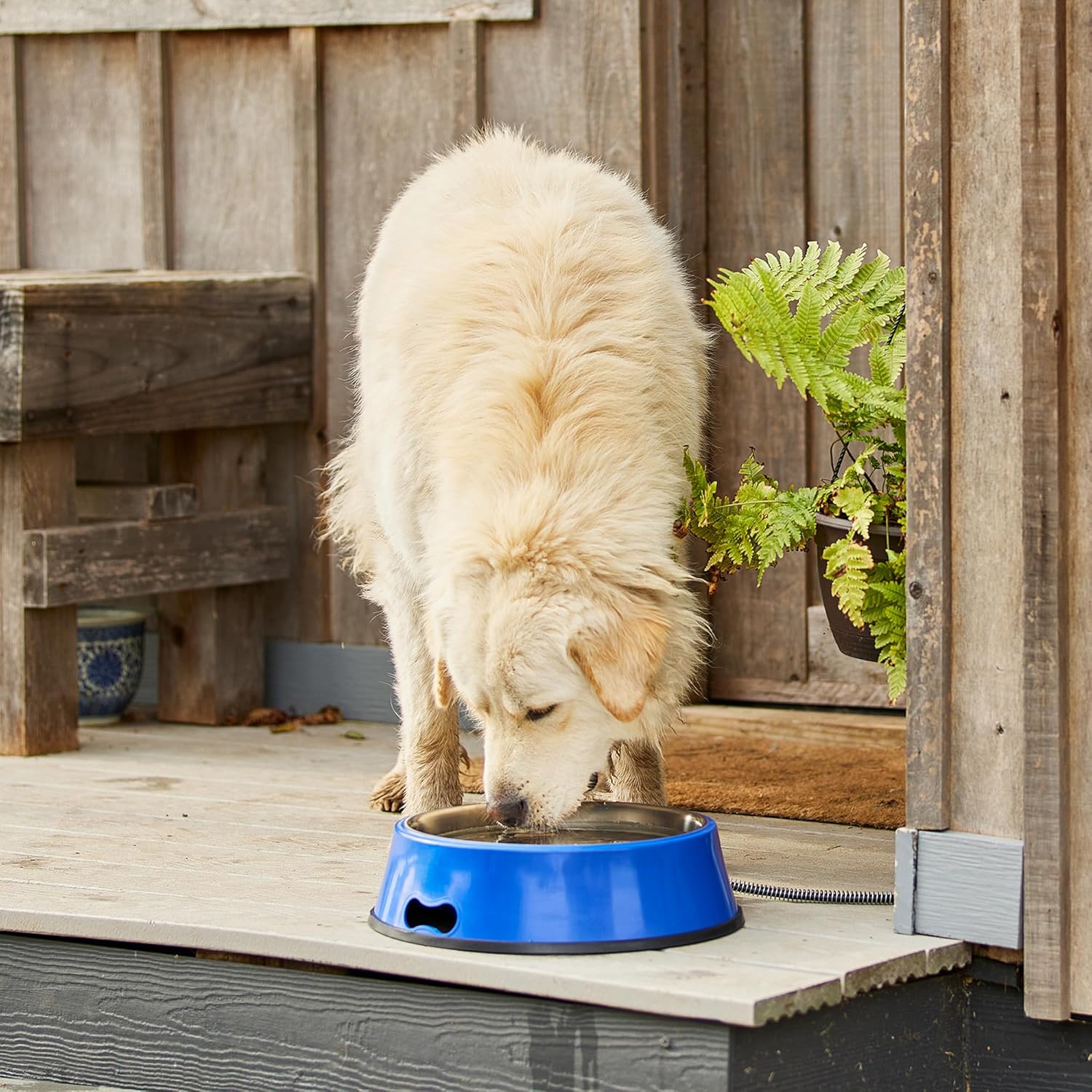 Farm Innovators Heated Pet Water Bowl, 60W Heated Water Dish - 5.5 Quart Stainless Steel Watering Station with Anti-Chew Cord Protector for Dogs & Cats