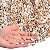 About 1000pcs(200g) Tiny Natural Sea Shells Mixed Spiral Conch Shell Ocean Mini Seashell Bulk Fish Tank Vase Fillers for DIY Crafts Home Outdoor Beach Theme Party Decoration