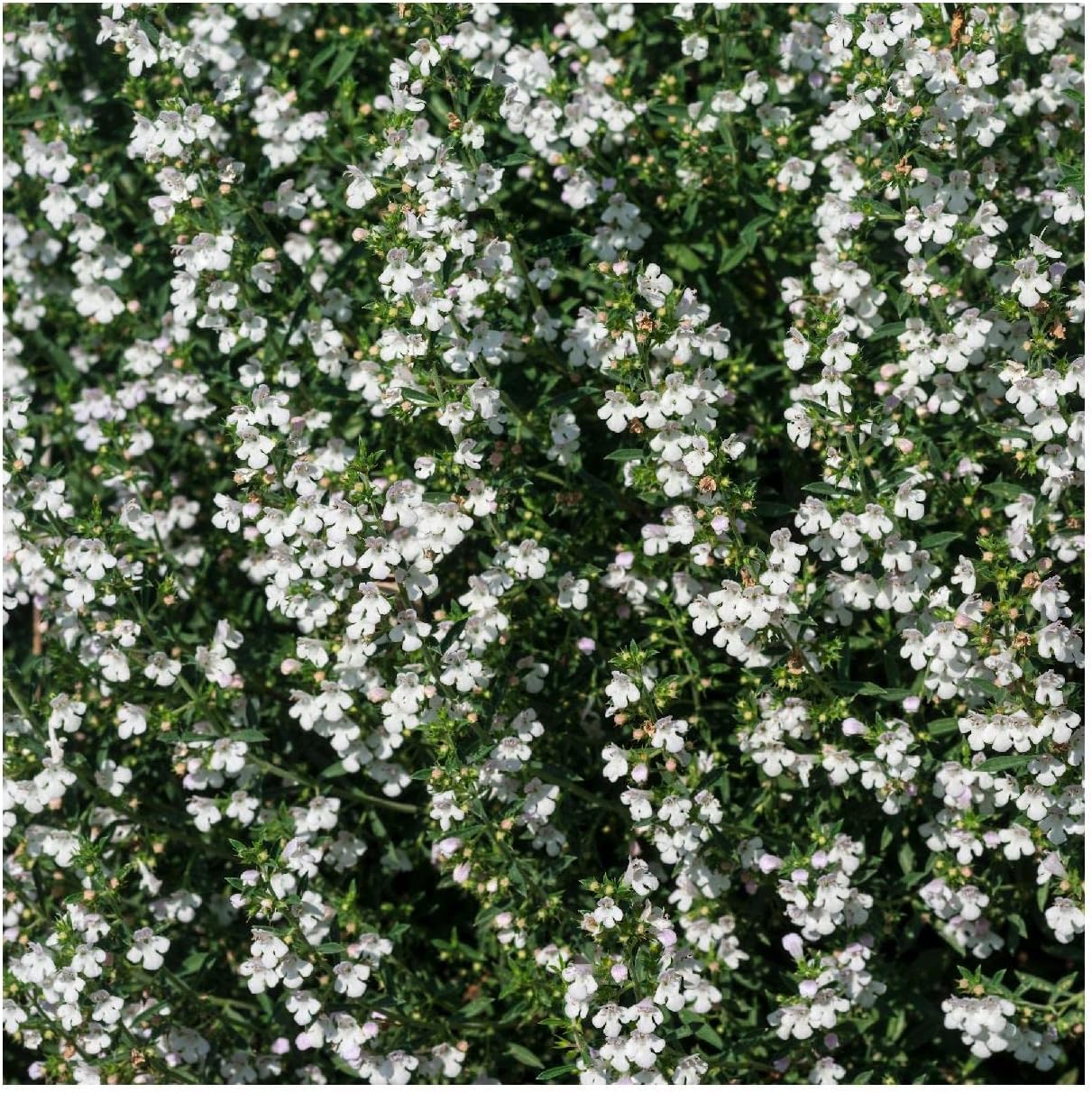 Everwilde Farms - 1 Lb Summer Savory Herb Seeds - Gold Vault