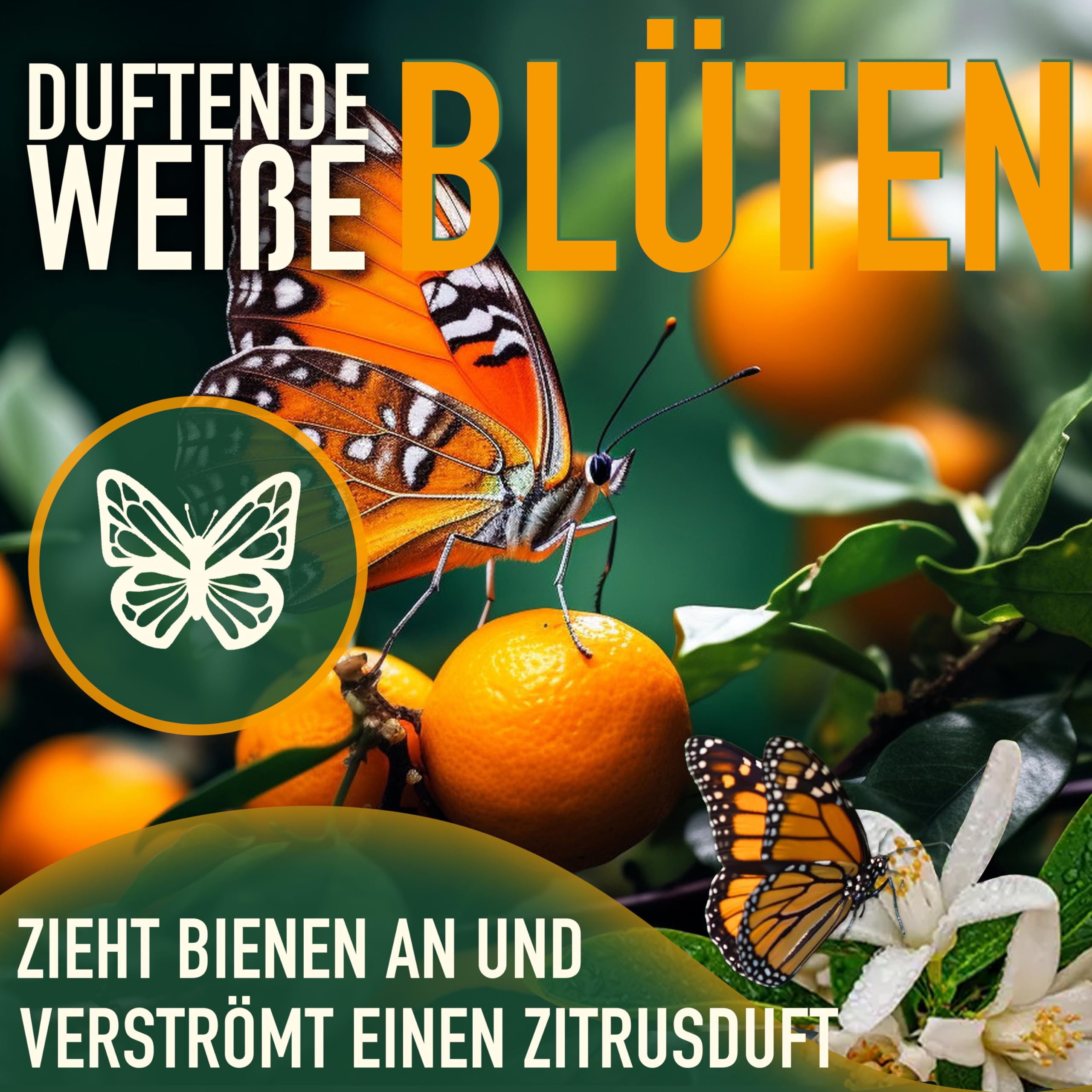 Sunny Tree - Mandarinenbaum - Citrus Reticulata - Citrusbaum - Obstbaum - 160 Zentimeter - Fruchtbildend - 8-jähriger Mandarinenbaum