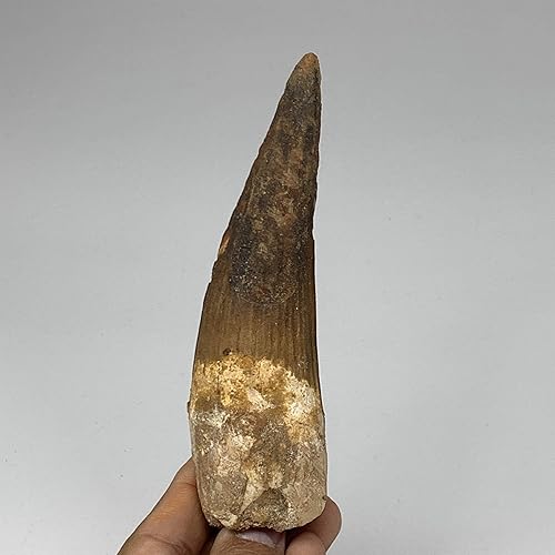 Miniatura 8 de 3.35oz, 5.2 "X 1.4 "x 1.1" Fósiles naturales raros Spinosaurus Dientes El Dinosaurio Carnívoro más grande de Marruecos, Mineral, Especimenes, F3188