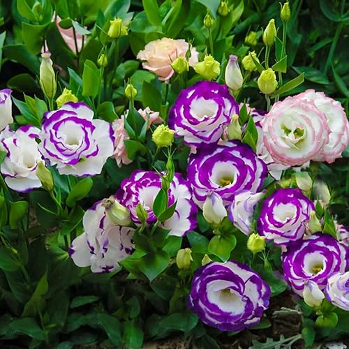 Miniatura 4 de Más de 300 semillas de flores de Lisianthus para plantar, flor anual de jardín de Lisianthus blanco morado y morado para plantar con polinización