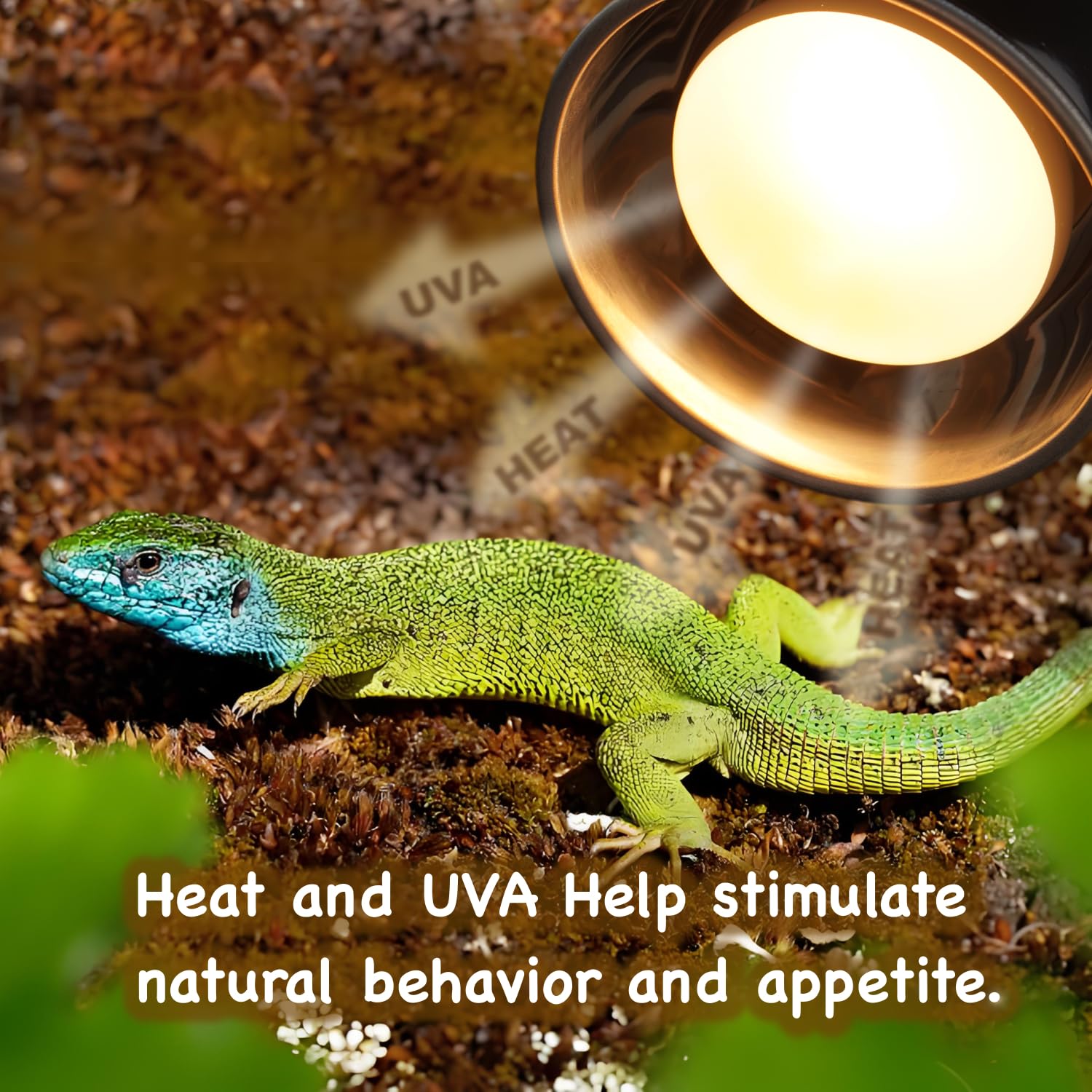 ReptiKing 100W Reptile Heat Lamp Bulbs, 2 Value Pack, Daylight Basking Spot, 2025 G3, Bearded Dragon/Turtle/Lizard/Snake Heating Bulb, UVA Heat Lamp, Basking Light for Reptiles - image 3