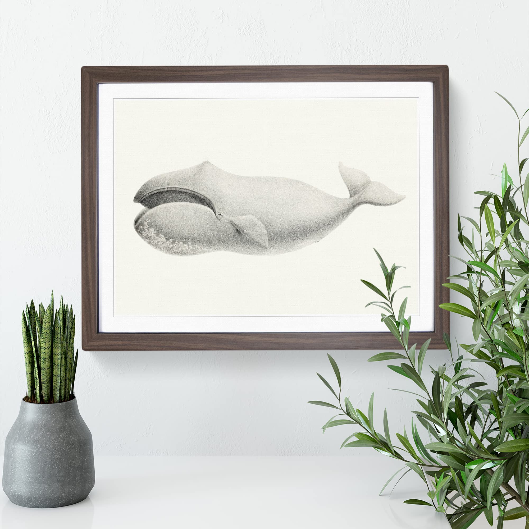 Bowhead Whale By C.M. Scammon Vintage Framed Wall Art Print, Ready to Hang Picture for Living Room Bedroom Home Office Décor - Image 2