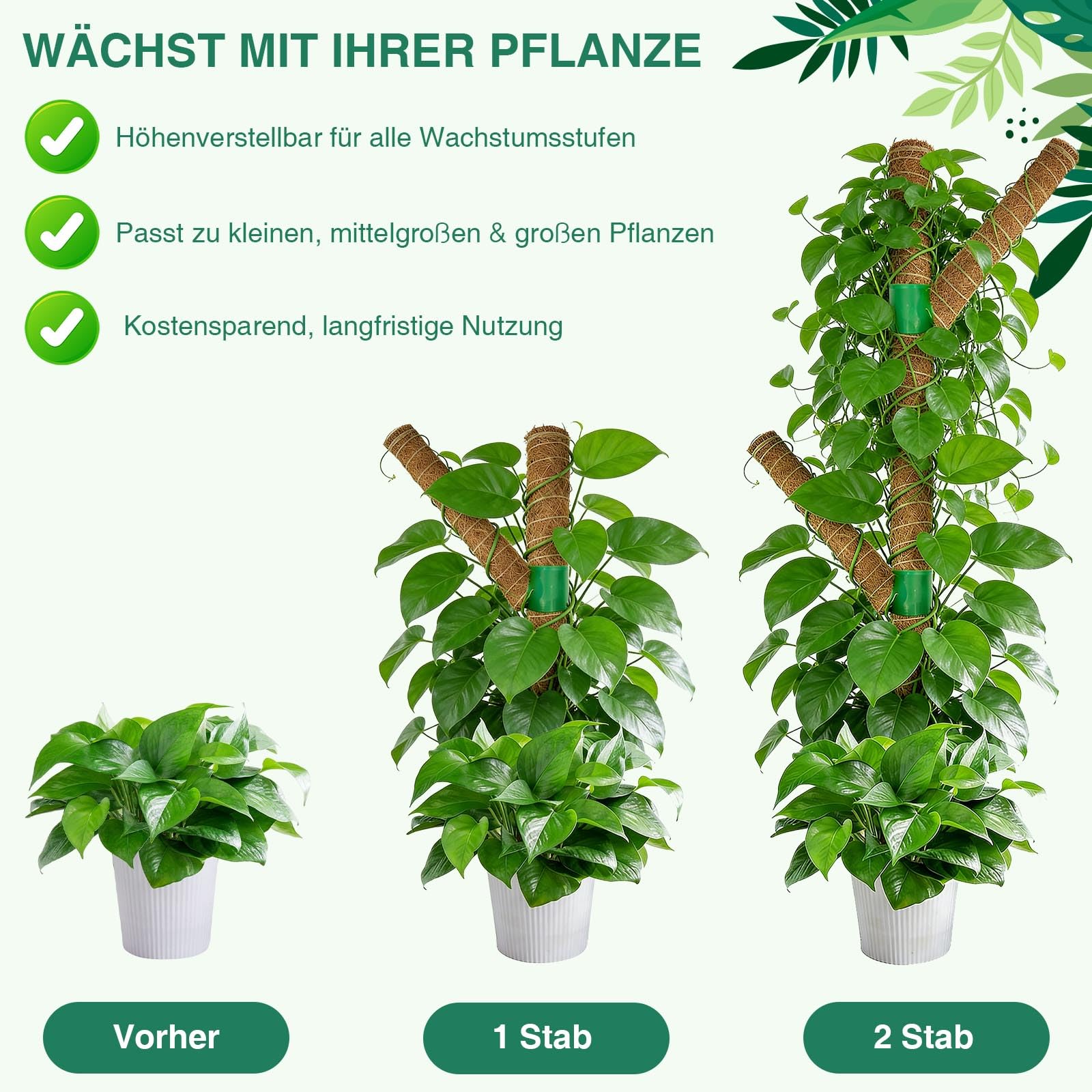 Moosstab fr Monstera Rankhilfe, 40 cm, 3er-Pack, pflanzenstab fr  Moosstab, Rankhilfe Zimmerpflanzen Monstera Stab Kletterpflanzen im  Innenbereich, Kokosstab Monstera mit Zubehr : Amazon.de: Garten