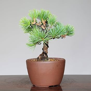 小品盆栽、五葉松、接木 やや傷や汚れあり 小品盆栽、五葉松、接木 やや傷や汚れあり