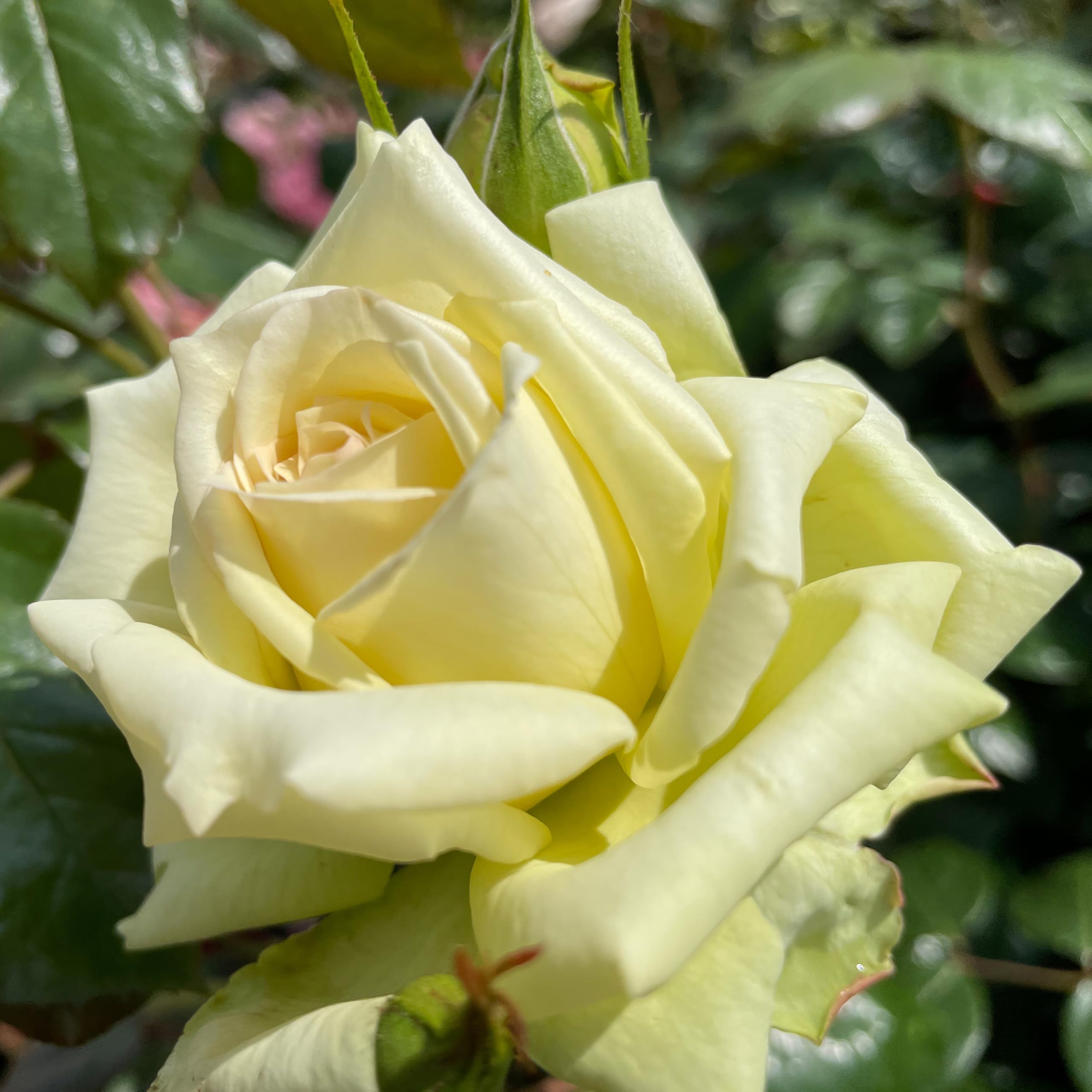Kletterrosen in vielen Sorten und Farben (Im 5 Liter Container, Elfe)