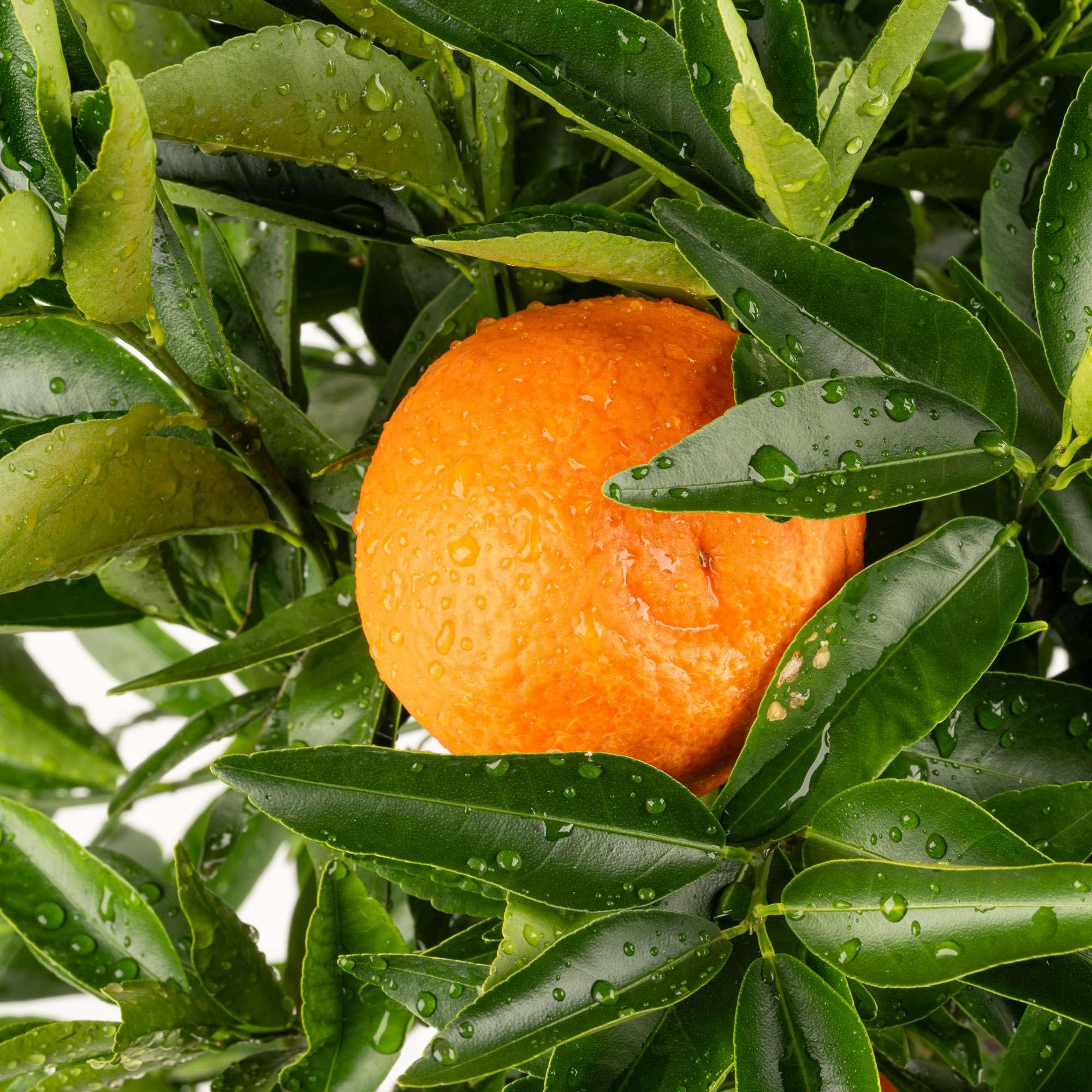 Meine Orangerie Clementinenbaum - süße Clementine - echter Citrusbaum - fruchtreifes Bäumchen für Garten, Balkon oder Terrasse (Topf Ø 22cm)