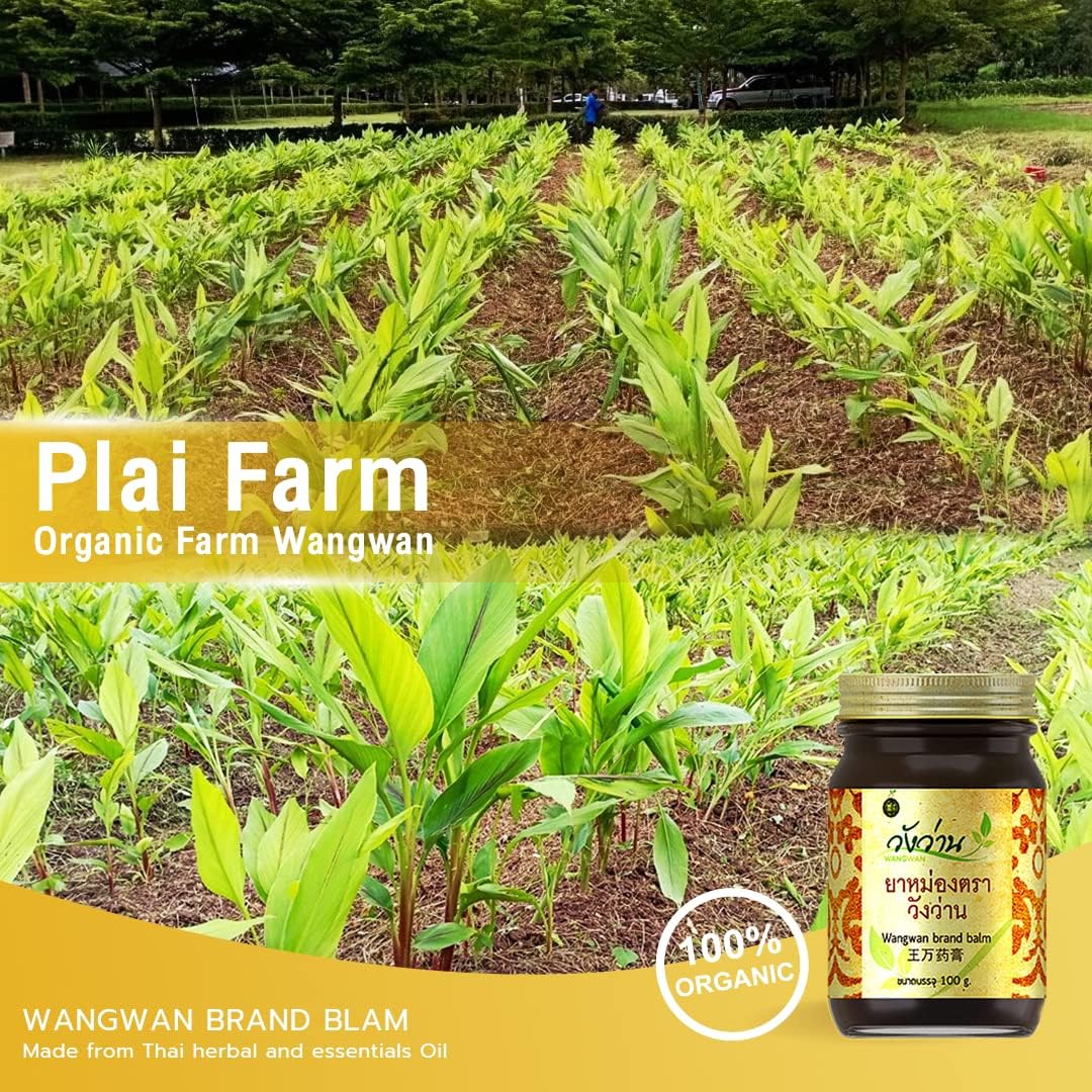 Wangwan Thai Herbal Balm for Back, Neck, Knee, Shoulder, Feet Thai Massage 50g (Pack of 3)