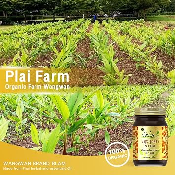 Wangwan Thai Herbal Balm for Back, Neck, Knee, Shoulder, Feet Thai Massage 50g (Pack of 3)