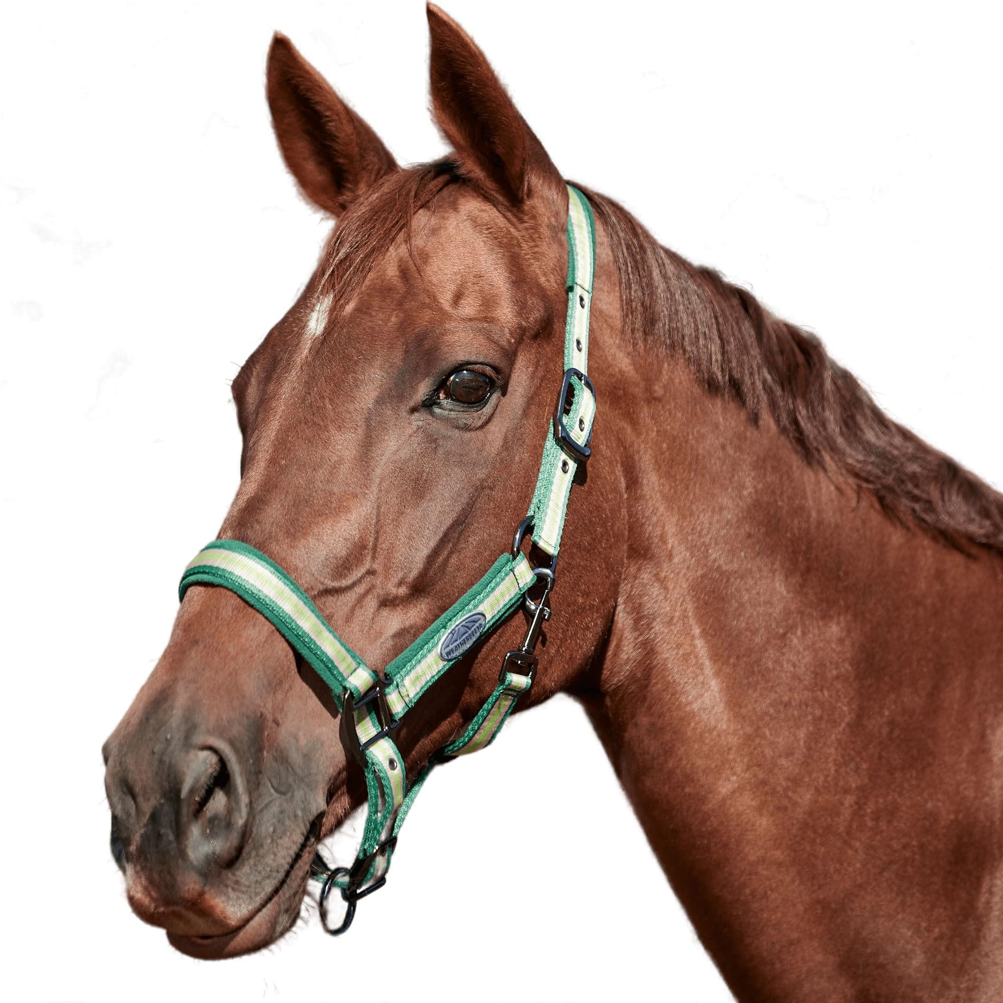 Licol en cuir flexible - Kentucky