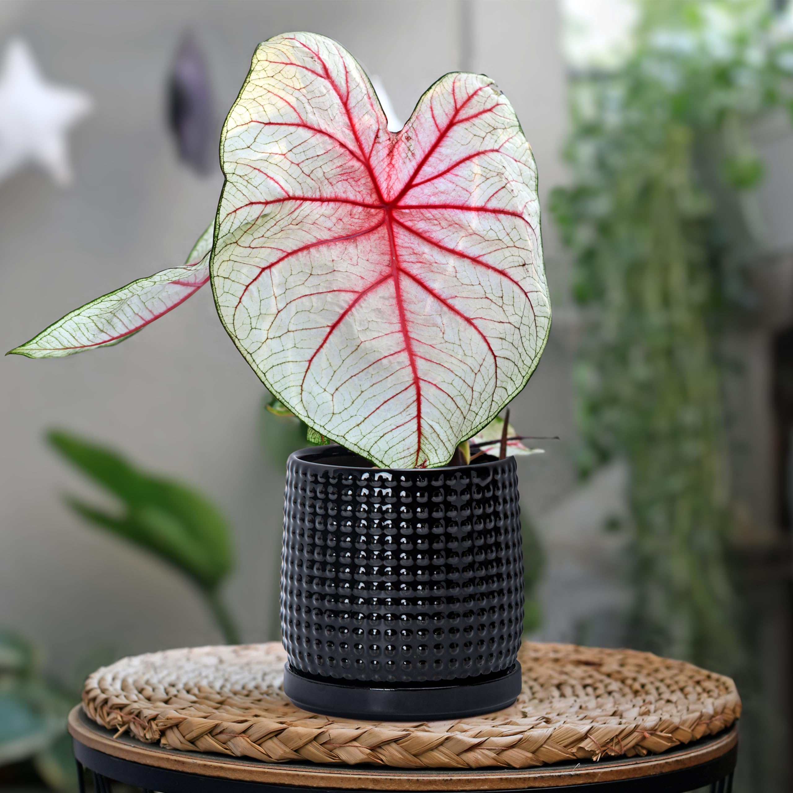 dv d’sign ディーヴィーデザイン フラワーベ… Amazon.com : D'vine Dev Beaded Ceramic Pot with Saucer, 4 in